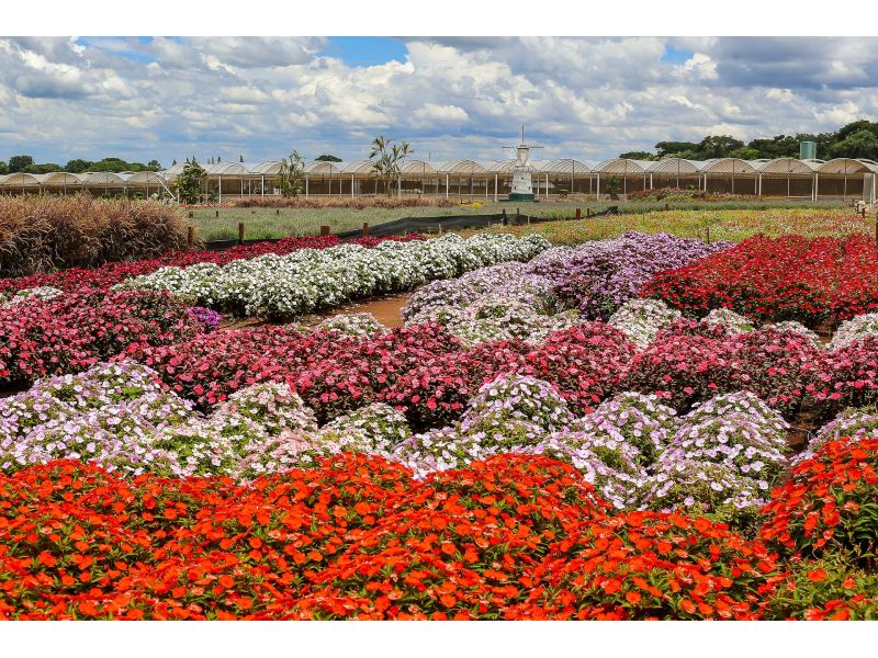 Holambra e Campos do Jordão/SP - 12x Sem juros - imagem 2
