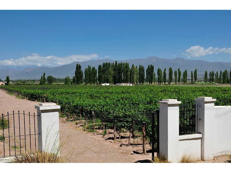 Mendoza Premium: Vinhos e Cordilheira dos Andes - imagem 13