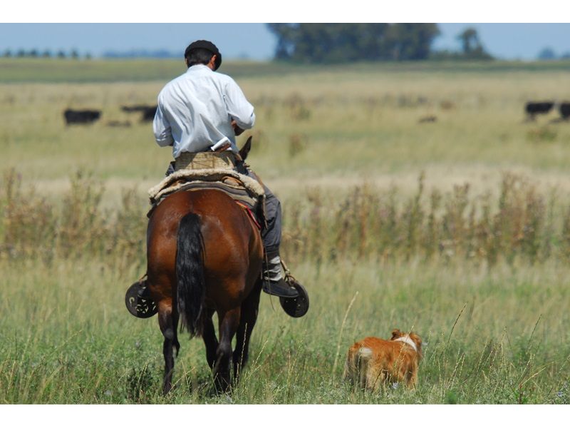 Campanha Gaúcha e Trem do Pampa: Bagé, Dom Pedrito, Sant`Ana do Livramento e Rivera - imagem 18
