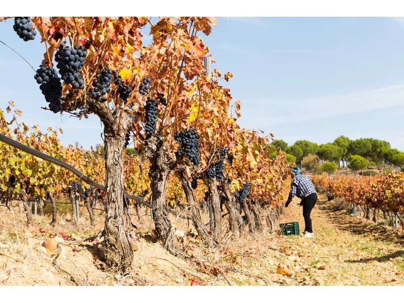 Campanha Gaúcha e Trem do Pampa: Bagé, Sant`Ana do Livramento e Rivera - imagem 3