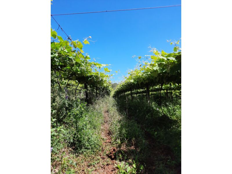 Cataratas de Quilombo e Treze Tílias - imagem 18