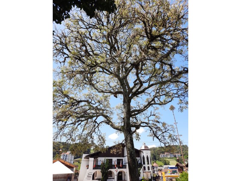 Cataratas de Quilombo e Treze Tílias - imagem 15