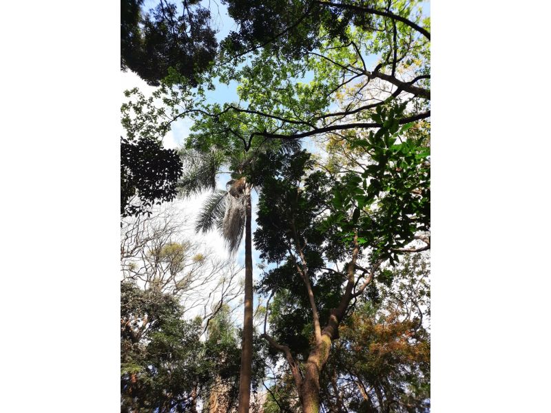 São Paulo Cultural e Histórica - imagem 7