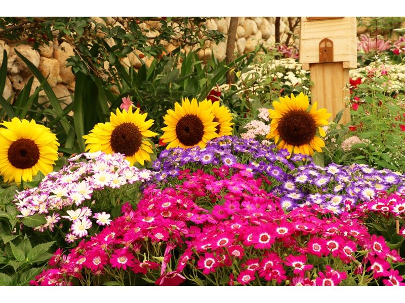 Holambra e Campos do Jordão - imagem 2