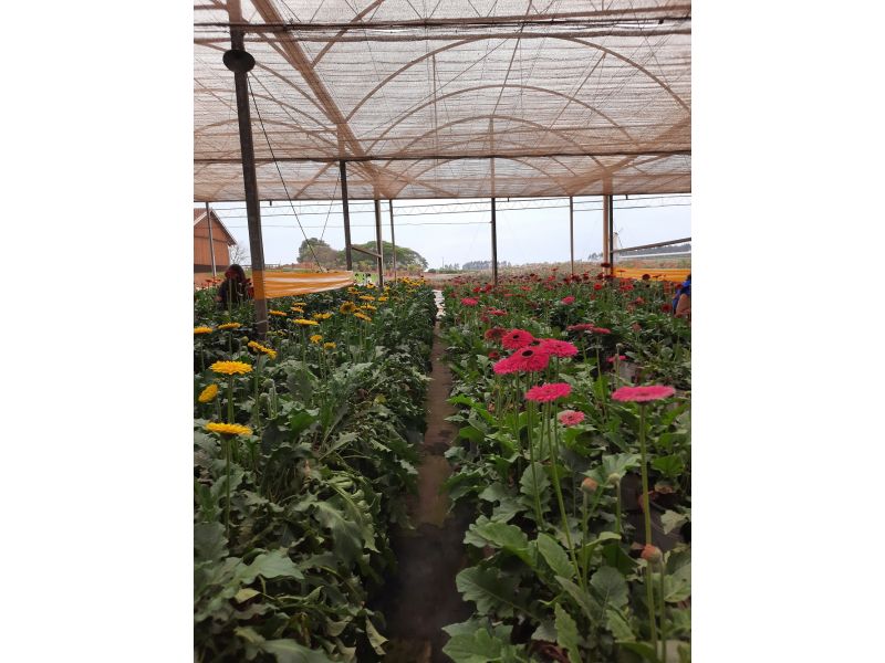 Holambra e Campos do Jordão - imagem 17