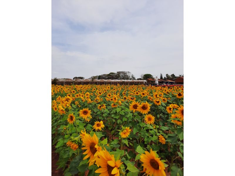 Holambra e Campos do Jordão - imagem 13