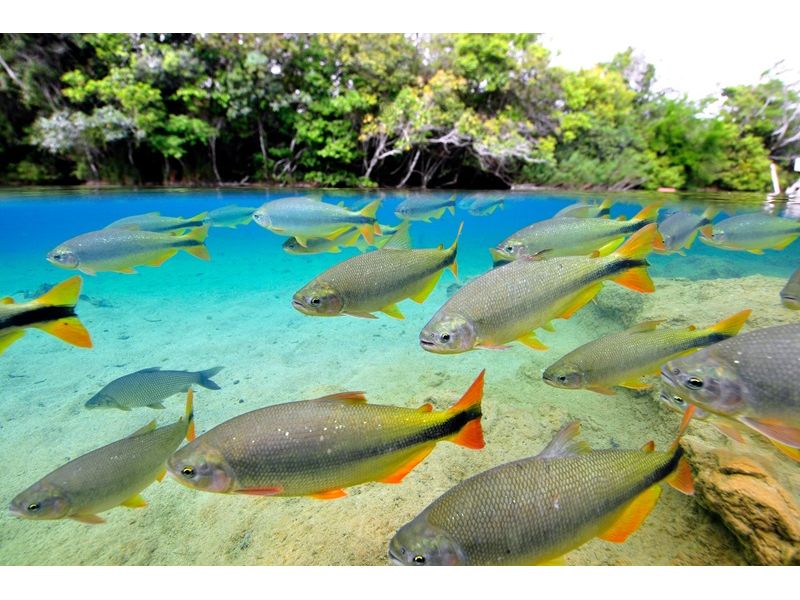 Circuito Pantaneiro: Bonito e Pantanal - imagem 6