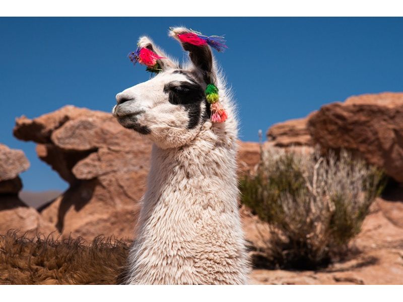 Deserto do Atacama: Onde o Silêncio Brilha - imagem 17