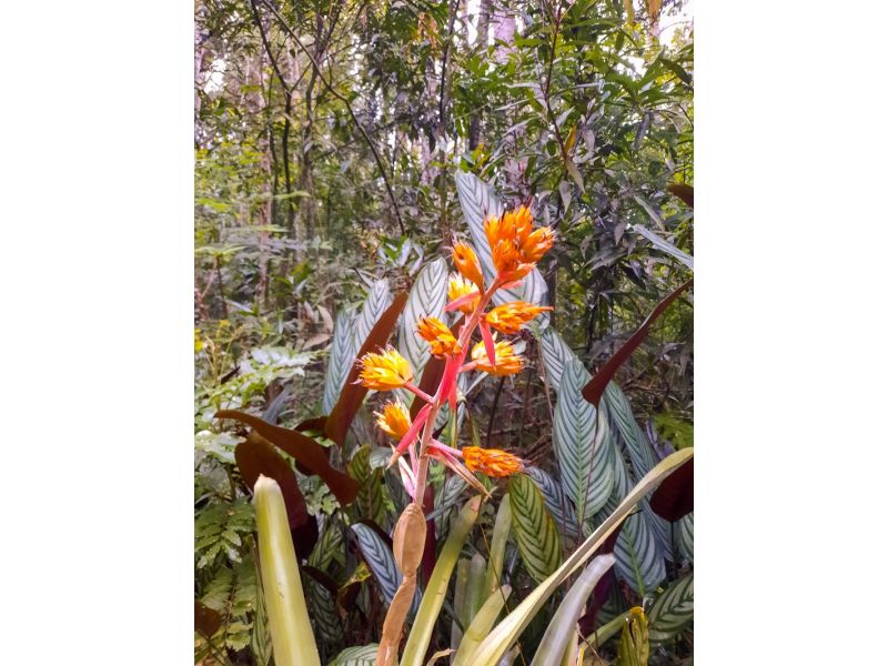 Aqueduto de Candelária e Parque Witeck: Candelária e Novo Gabrais - imagem 19