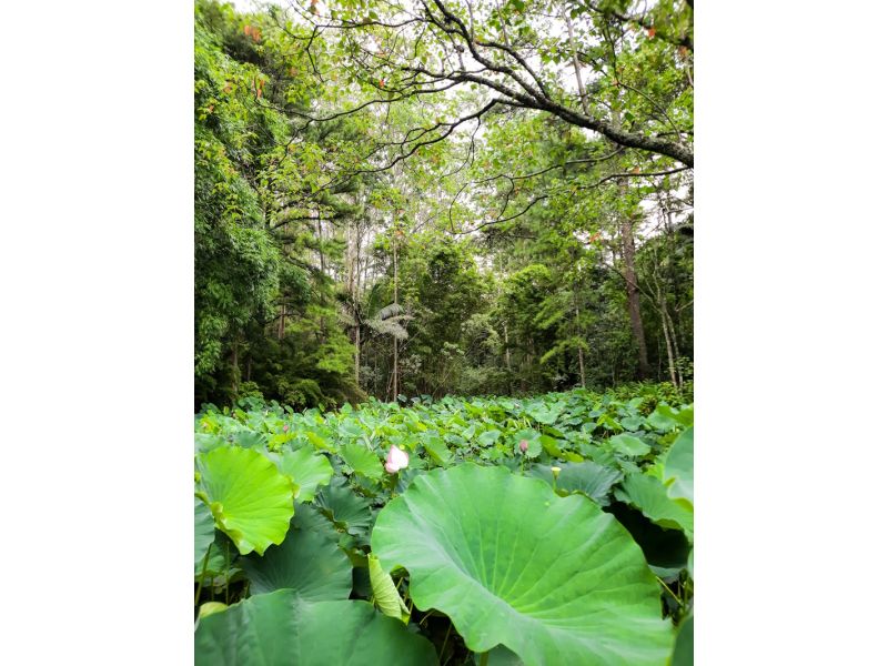 Aqueduto de Candelária e Parque Witeck: Candelária e Novo Gabrais - imagem 11
