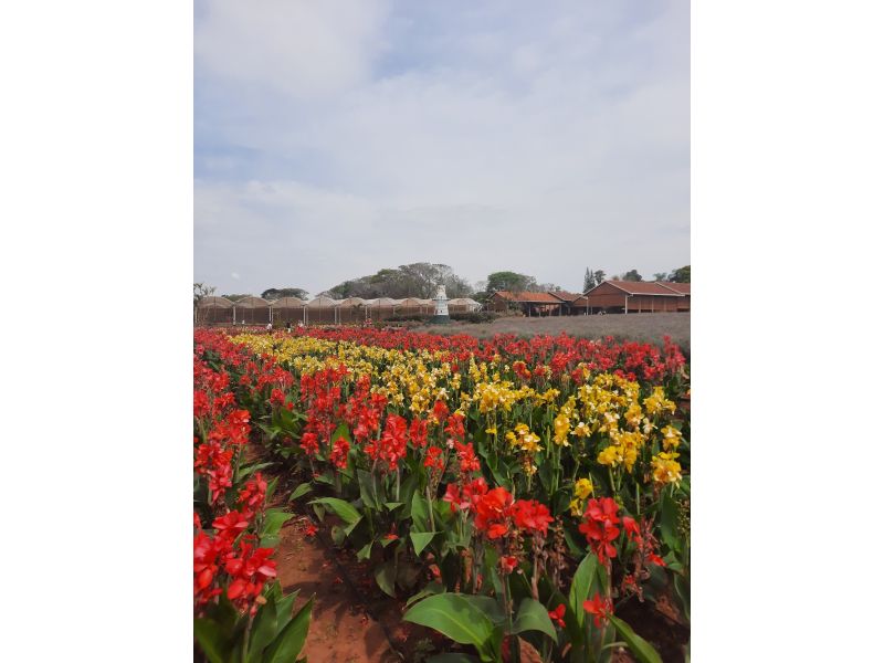 Expoflora, Holambra e Campos do Jordão - imagem 24