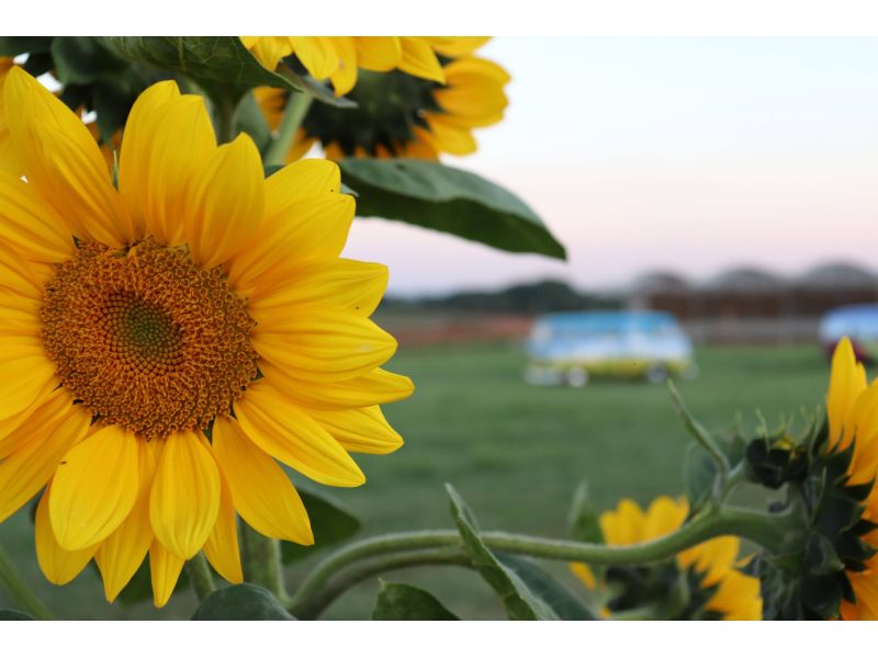 Expoflora, Holambra e Campos do Jordão - imagem 6
