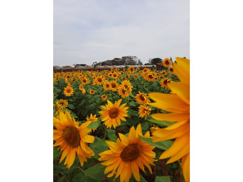 Expoflora, Holambra e Campos do Jordão - imagem 7