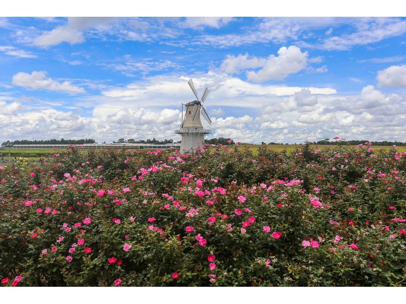 Expoflora, Holambra e Campos do Jordão - imagem 3