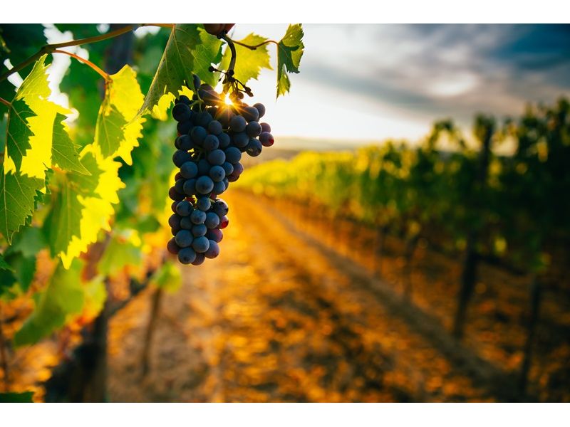 Vinhedos e Piquenique: Nova Pádua e Flores da Cunha - imagem 2