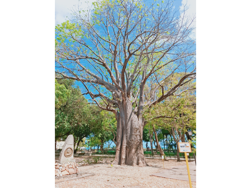 Fortaleza e Jericoacoara - imagem 17