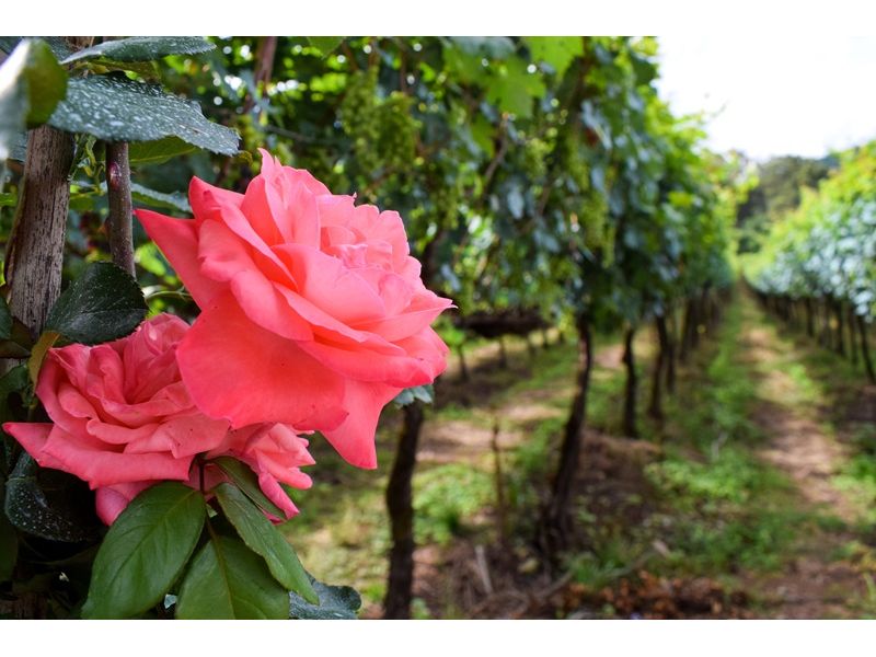 Vinhedos e Piquenique: Nova Pádua e Flores da Cunha - imagem 4