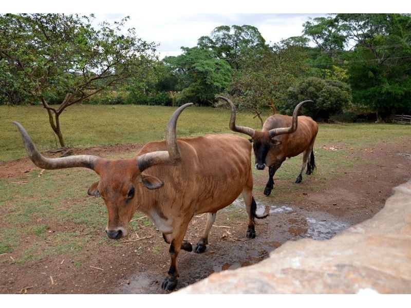Goiás Histórico e Sertanejo – Sabores e Tradições | Goiânia, Trindade, Pirenópolis e Cidade de Goiás - imagem 6