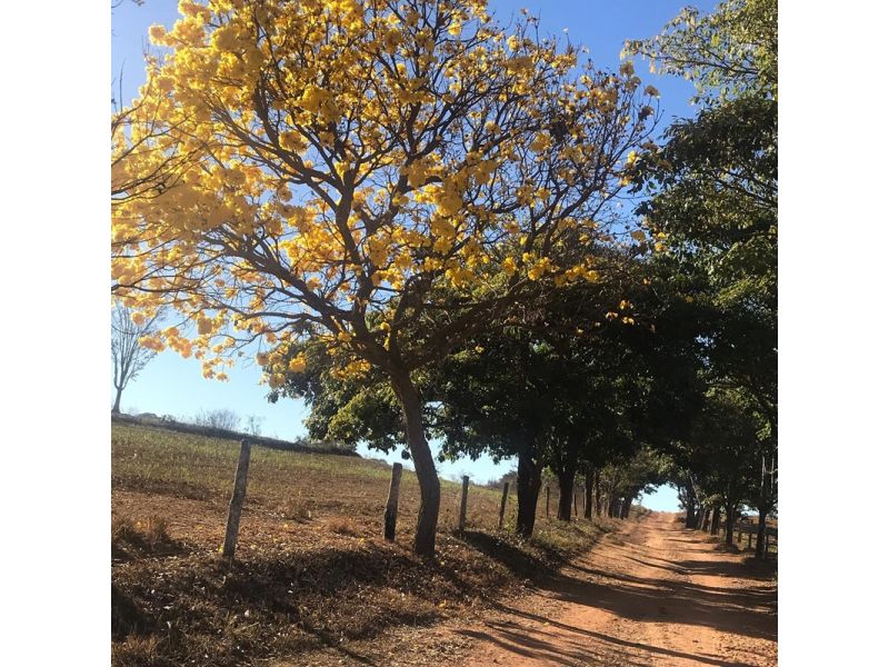 Goiás Histórico e Sertanejo – Sabores e Tradições | Goiânia, Trindade, Pirenópolis e Cidade de Goiás - imagem 23