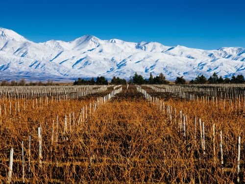 Mendoza Premium: Vinhos, Neve e Cordilheira dos Andes