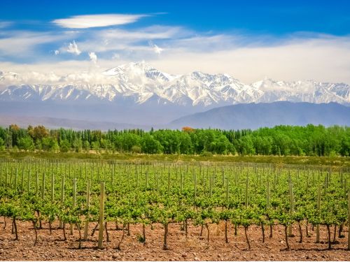 Mendoza Excellence: Vinhos e Cordilheira dos Andes